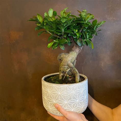 ficus microcarpa ginseng 中文